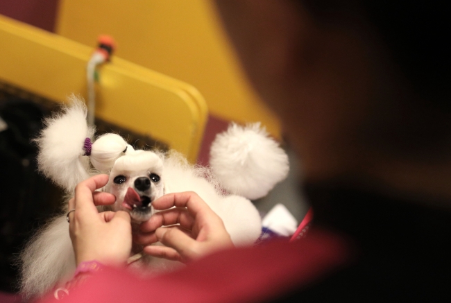 New York'ta 142.'si düzenlenen köpek şov başladı