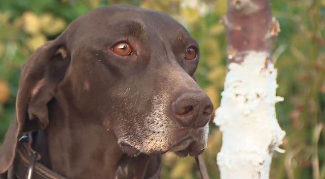 Jandarmanın gururu hassas burunlar