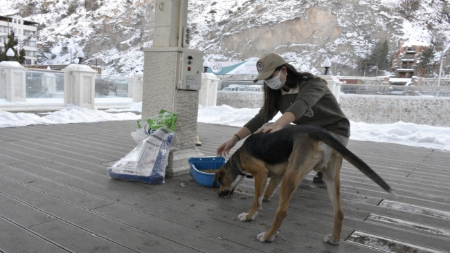 Gümüşhane'de sokağa çıkma kısıtlamasında sokak hayvanlarını polisler besliyor