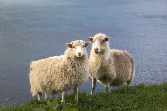 Faroe Adaları’nın kameraman koyunları