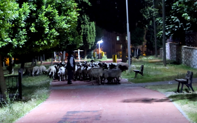 Kaçan koyunlar parkta otlarken bulundu