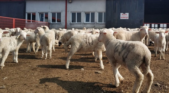 Anaç koyun keçilere 538 milyon lira destek ödemesi başlıyor