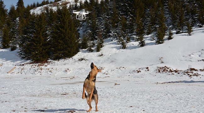 'Drone'a saldıran köpek gülümsetti
