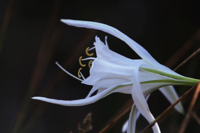 Kum zambağını koparana 60 bin 163 lira ceza