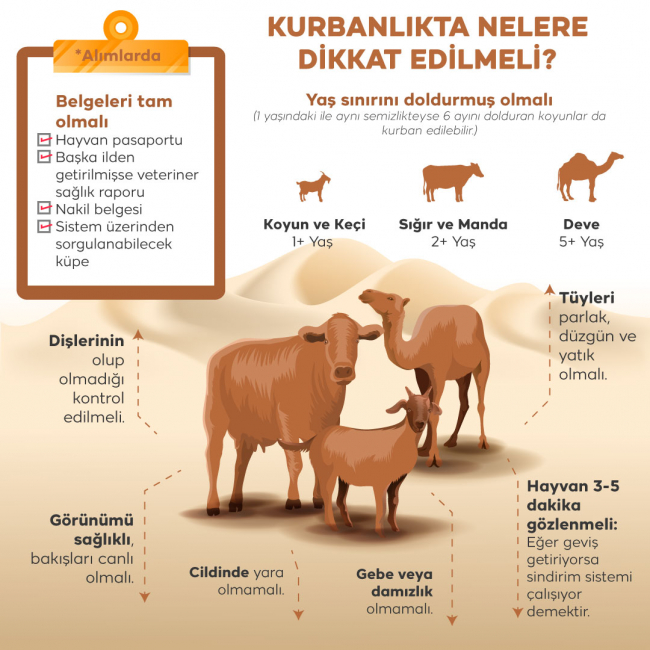 Kurbanlık alırken nelere dikkat edilmeli?