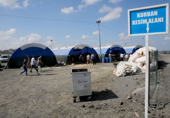 Bayrama sayılı günler kala kurbanlıklar görücüye çıktı