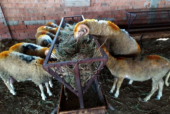 Telefondan kurbanlık satışı