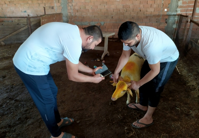 Telefondan kurbanlık satışı