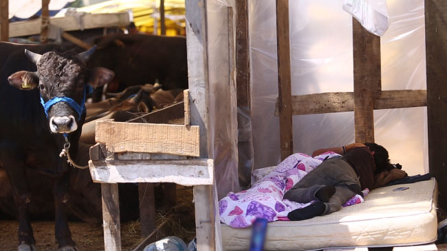 Kurban pazarında 24 saat