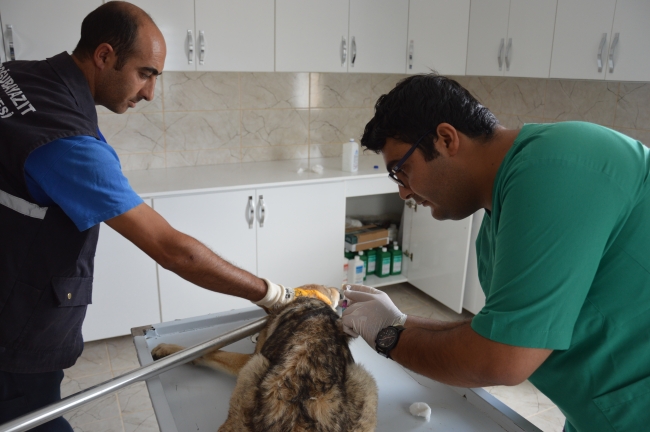 Aç kalan iki kurt yavrusu tedavi altına alındı