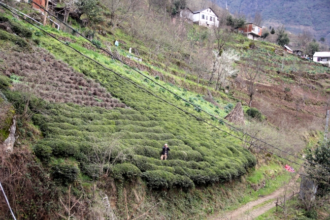 Kuş dilinin alfabesi oluşturulacak