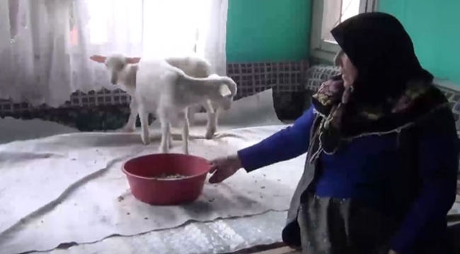 112'yi aradı, kuzularına yem istedi