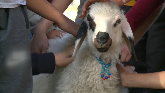 Erzurum'da kuzulu çocuk kütüphanesi