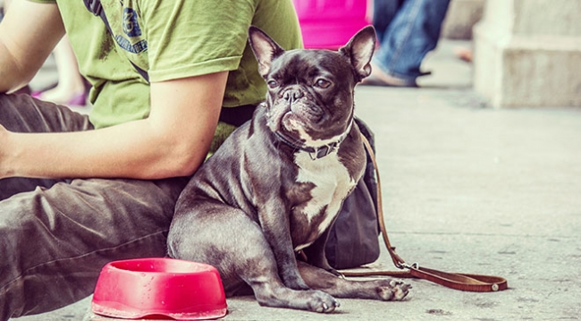 Köpeklerin kelimeleri nasıl anladığı araştırılıyor