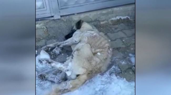 Üzerine kar kütlesi düşen köpeği itfaiye kurtardı