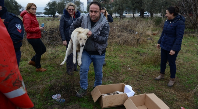 Çukurda mahsur kalan köpek ve yavruları kurtarıldı