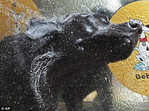 'Drone'a saldıran köpek gülümsetti