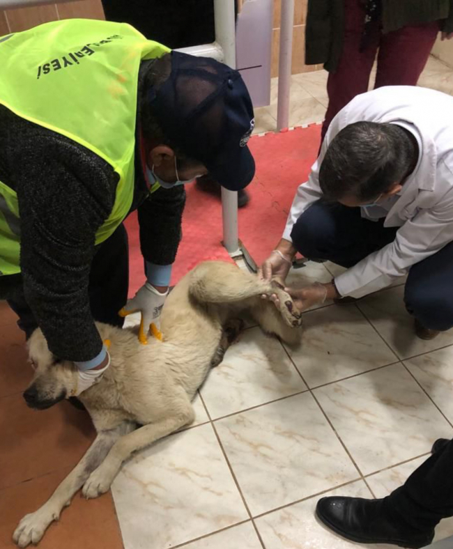 Elazığ'da köpeğe eziyet eden sürücü yakalandı