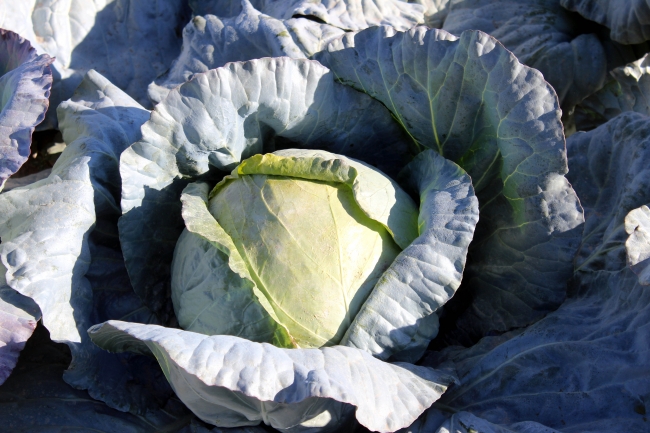 'Dünyanın en önemli, en sağlıklı yiyeceği lahanadır'