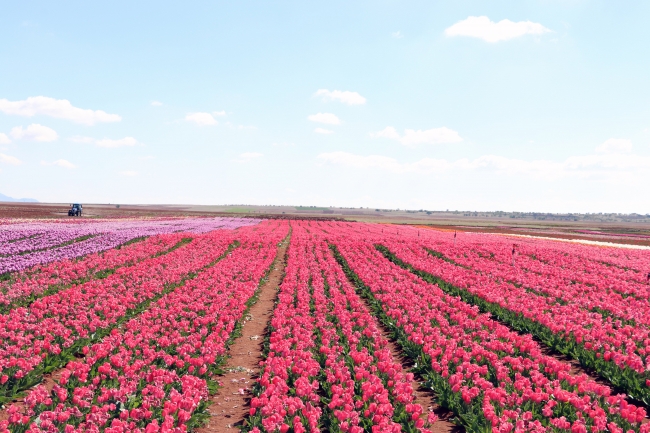 Türkiye'nin dört bir köşesine milyonlarca lale soğanı dağıtılacak