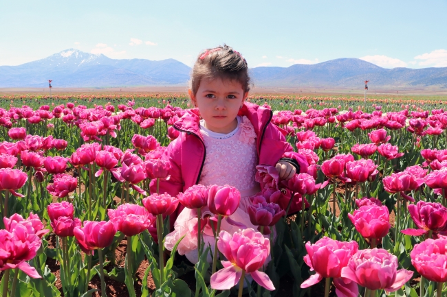 Türkiye'nin dört bir köşesine milyonlarca lale soğanı dağıtılacak