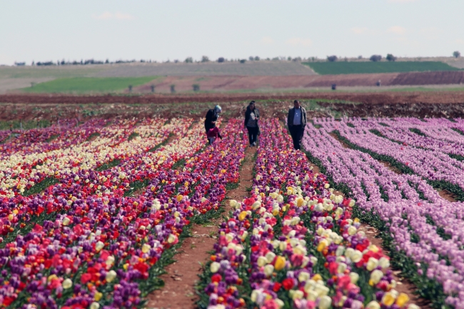 Türkiye'nin dört bir köşesine milyonlarca lale soğanı dağıtılacak