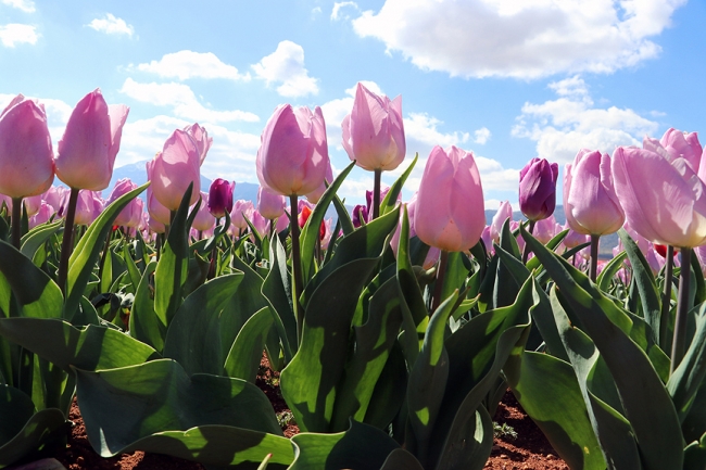 Türkiye'nin dört bir köşesine milyonlarca lale soğanı dağıtılacak