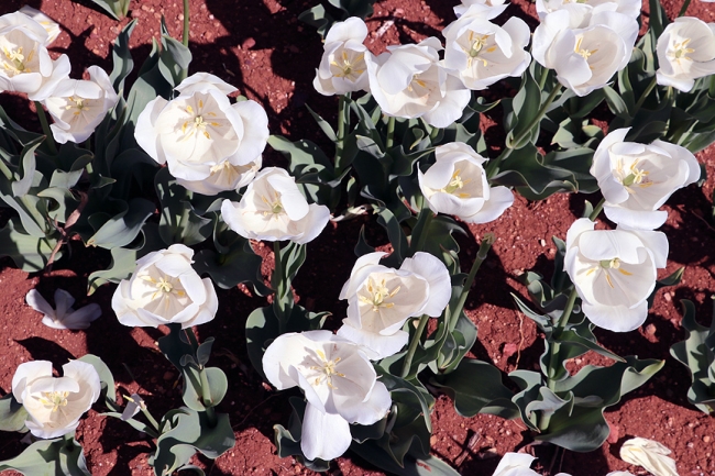 Türkiye'nin dört bir köşesine milyonlarca lale soğanı dağıtılacak