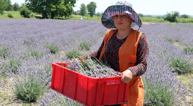 'Burdur Gölü'nün kurtuluşu lavantada'