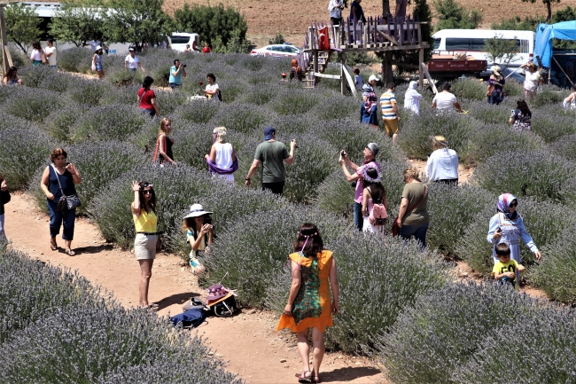 Isparta'da lavanta tarlalarına yoğun ilgi
