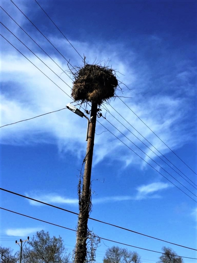 Leylek ölümlerinin önüne bu projeyle geçilecek