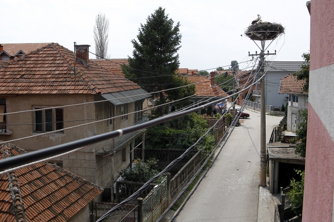 Sırbistan'da leylek dostu kasaba