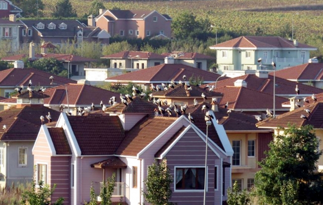 İstanbul'a leylek akını