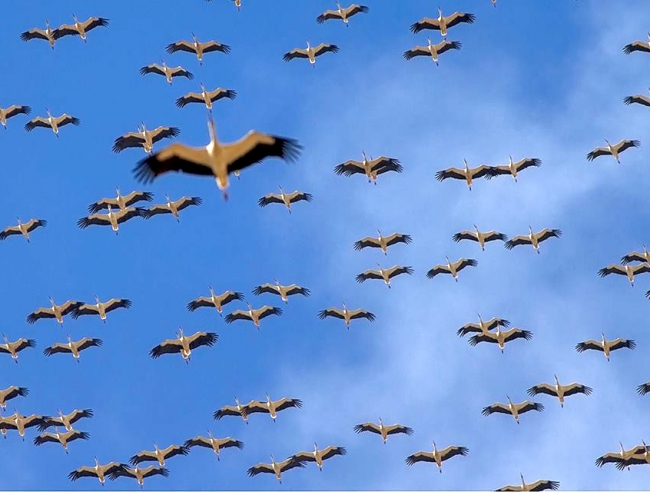 İstanbul'a leylek akını