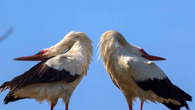 İstanbul'a leylek akını