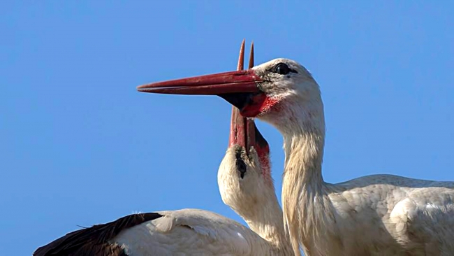 İstanbul'a leylek akını