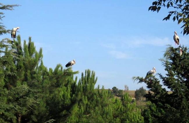 İstanbul'a leylek akını