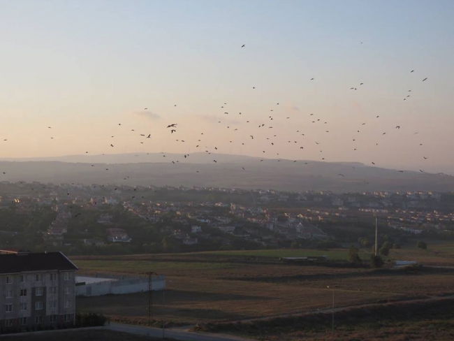 İstanbul'a leylek akını