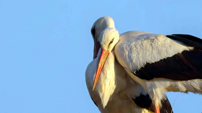İstanbul'a leylek akını