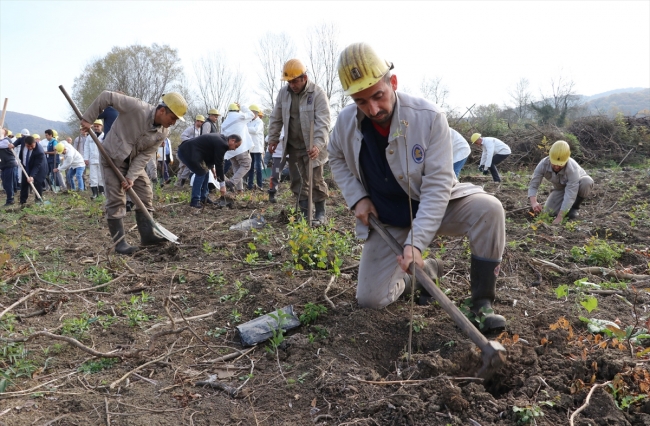 81 ilde 11 milyon fidan toprakla buluştu