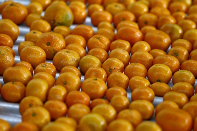 Türkiye, Rusya'dan 3 ayda 35 milyon dolarlık ihracat gerçekleştirdi