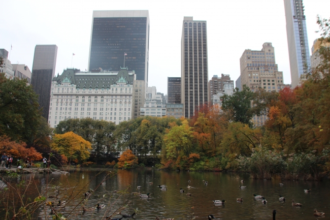 Central Park'ın davetsiz misafiri Mandarin ördeği parkın maskotu oldu