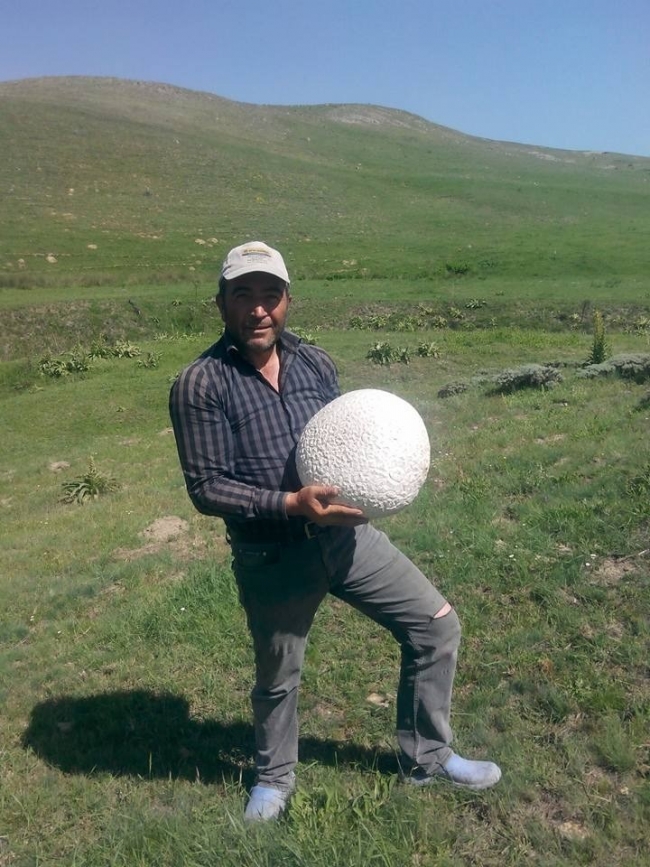 Sivas'ta bulunan dev mantarlar görenleri şaşırttı