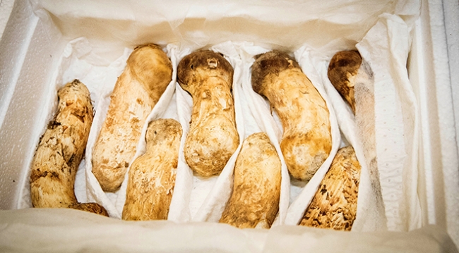 Korelerarası zirveye damga vuran 2 tonluk hediye