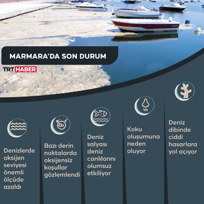 Grafik: Şeyma Özkaynak/TRT Haber
