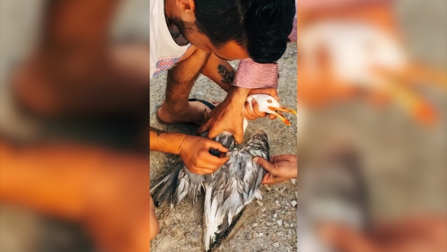 Kanadı elektrik tellerine takılan martı kurtarıldı