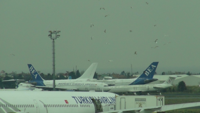 Havalimanında yemek bekleyen "kuş" sürüsü