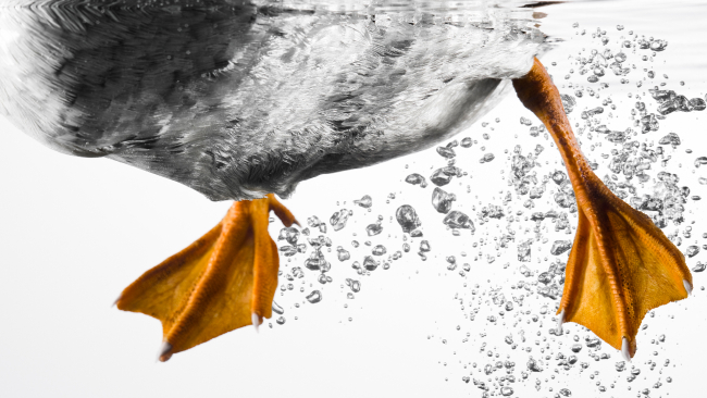 Fotoğraf: Getty Images