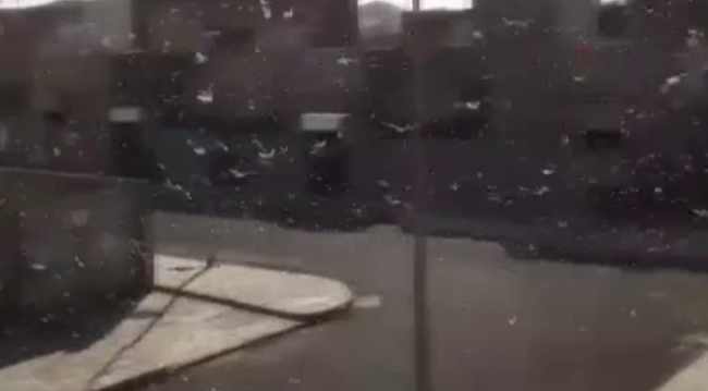 Mekke sokaklarını çekirgeler işgal etti