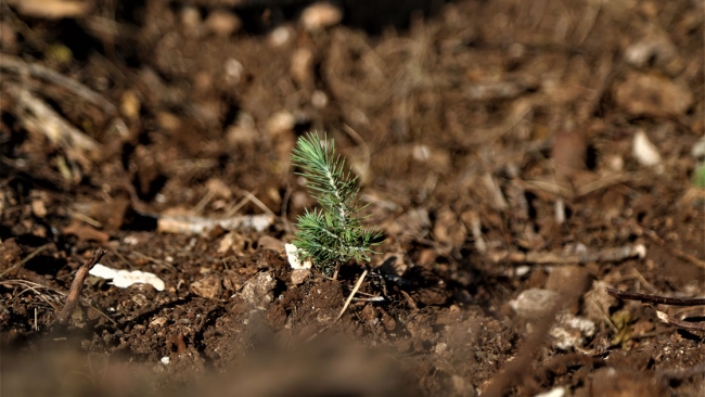 81 ilde 11 milyon fidan toprakla buluştu